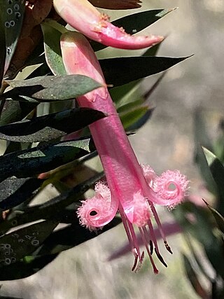 <i>Styphelia triflora</i> Species of flowering plant