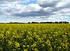 A field of canola near Winnipeg, Manitoba