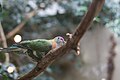 Superb Fruit-dove (Ptilinopus superbus) -on branch.jpg