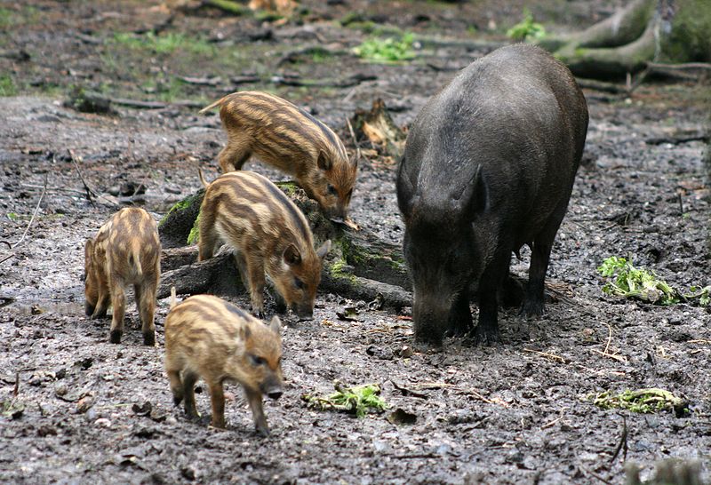 File:Sus scrofa 1 - Otter, Owl, and Wildlife Park.jpg