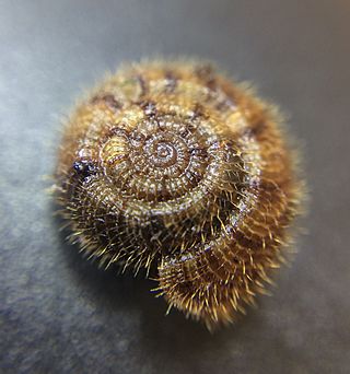 <i>Suteria ide</i> Species of gastropod
