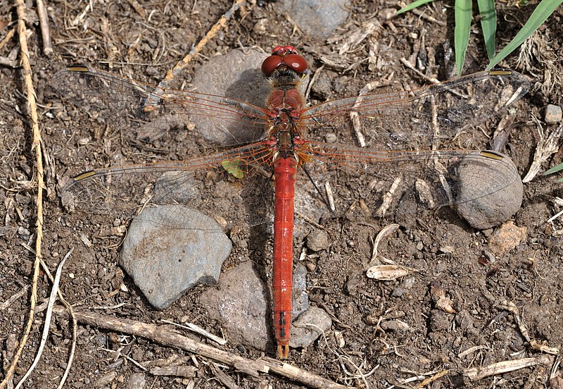 File:Sympetrum fonscolombii qtl3.jpg