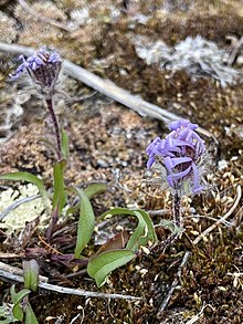 Symphyotrichum pygmaeum 218577738.jpg