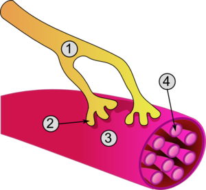 Fibromialgia: Etimologia, Epidemiologia, Sintomi