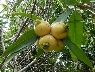 330px-Syzygium_jambos%2C_vrugte%2C_c%2C_Manie_van_der_Schijff_BT.jpg