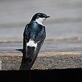 Mangrove swallow Hirondelle des mangroves