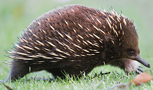 Short-billed hedgehog (Tachyglossus aculeatus)
