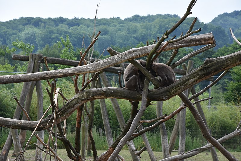 File:Takamanda Zoo Osnabrück2.jpg