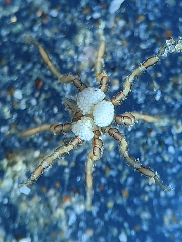 Secrets of giant Antarctic sea spiders 360px-Tanystylum_californicum_104577432