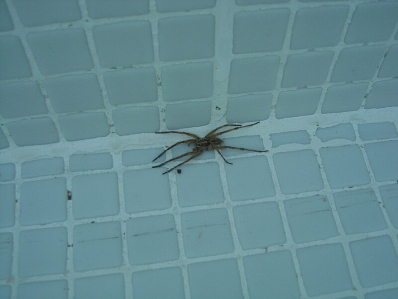 File:Tarantula in the empty swimming pool RDB30.jpg