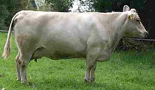 <span class="mw-page-title-main">Tasmanian Grey</span> Breed of cattle