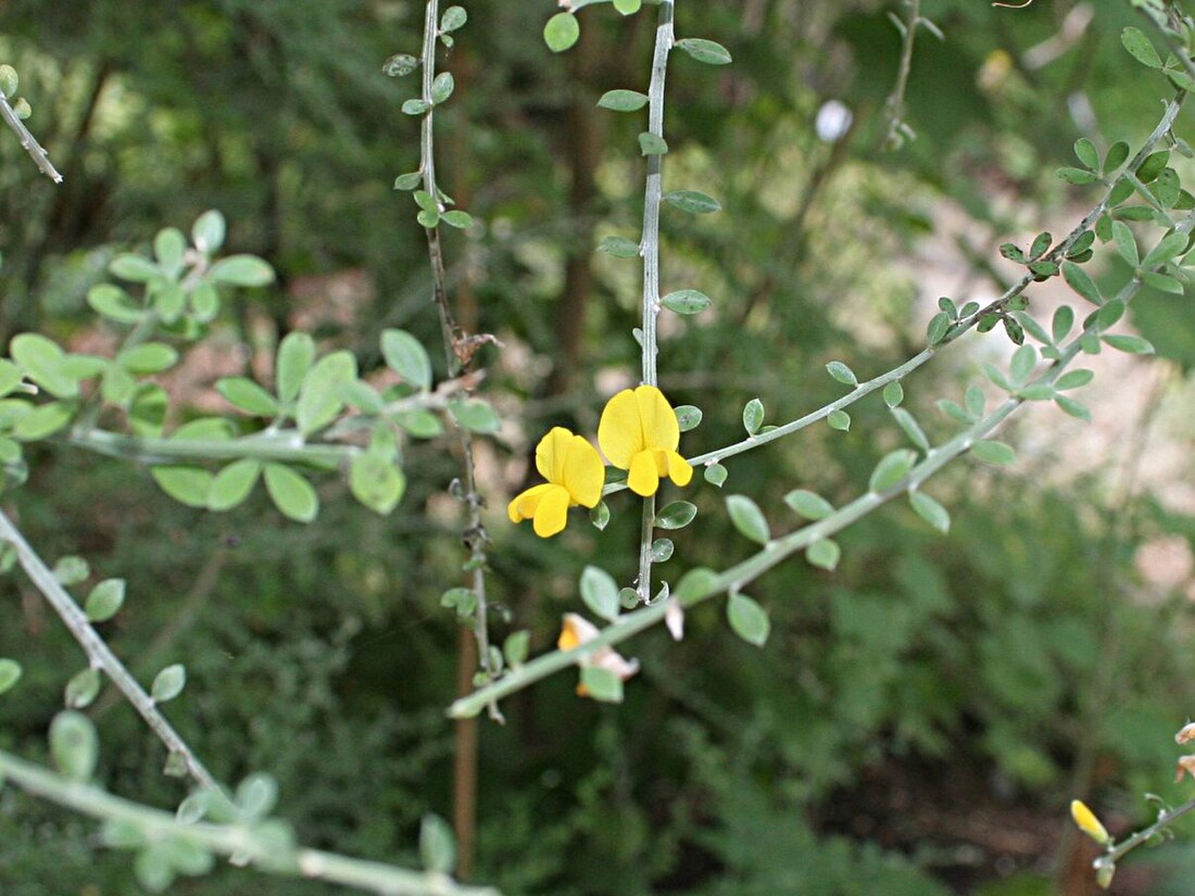 Genista salsoloides