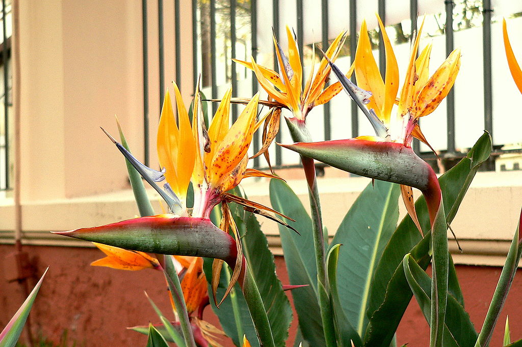 Tenerife Strelitzia reginae.JPG