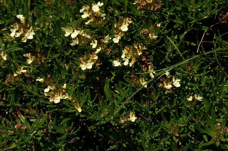 File:Teucrium montanum PID1360-1.jpg