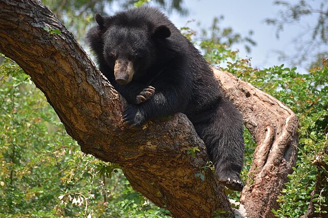 Full article: Evidence of seed germination in scats of the Asiatic Black  Bear Ursus thibetanus in Iran (Mammalia: Carnivora)