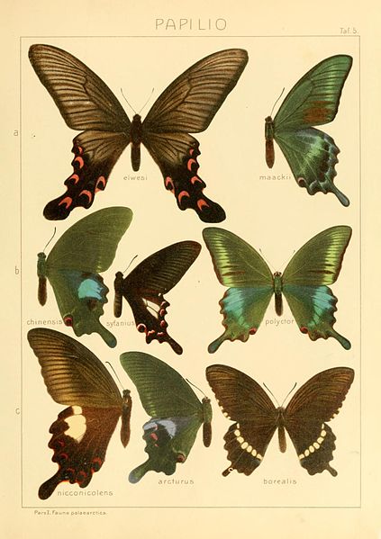 File:The Macrolepidoptera of the world (Taf. 5) (8145232801).jpg