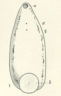 <i>Hirudobdella antipodum</i> species of annelid