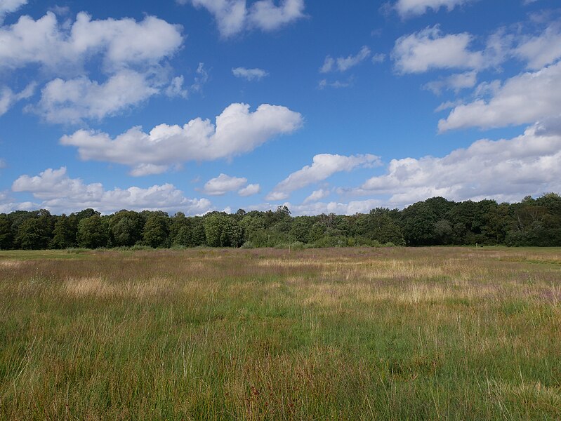 File:The Plain on the East of Wimbledon Common (North Facing View - 01).jpg