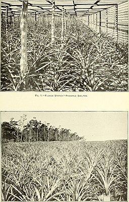 Florida Station, Pineapple shelter and Fertilizer Experiments with Pineapple, 1900
