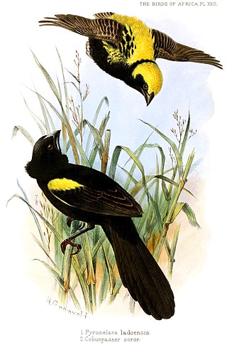 <i>Euplectes</i> Genus of weaver birds native to Africa