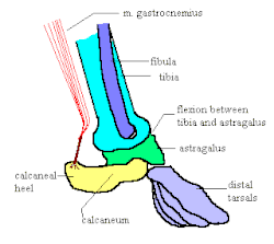 Therian form of crurotarsal ankle. TheriaAnkle01.gif