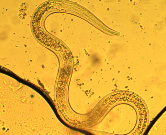 Third stage dauer larva (resting stage) of Phasmarhabditis hermaphrodita Third stage Phasmarhabditis hermaphrodita.png