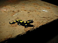 Une petite salamandre posée sur une vieille porte rouillée.