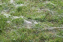 Threads of silk following a mass spider ballooning Threads of silk following a mass spider ballooning.jpg