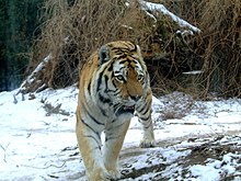 The Siberian tiger is the national animal of the South Korea. TigerST.jpg