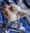 Toy dog in stroller (8378578670)