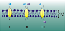 Uniport, symport, and antiport of molecules through membranes. TransportProteine.png