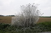 Von Gespinnstmotten befallene Traubenkirsche