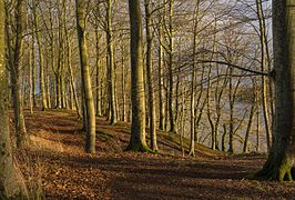 Trees along the Hald Sø Viborg Commune Danemark.jpg