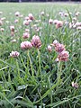 Trifolium fragiferum (subsp. fragiferum) sl8.jpg