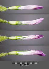 Blommor hos Trifolium pratense ssp. pratense Ett kännetecken är att den nedersta blomman är tydligt längre än de övriga