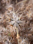 Trifolium stellatum 3.JPG