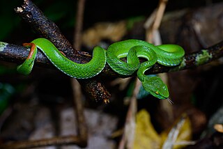 <i>Trimeresurus cardamomensis</i> Species of snake