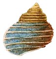 Tropidophora michaudi shell 2.jpg