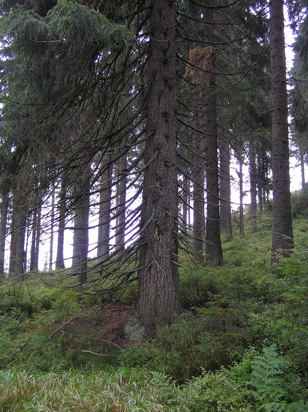 https://upload.wikimedia.org/wikipedia/commons/thumb/c/ca/Trunk_picea_abies_with_knots_beentree.jpg/1200px-Trunk_picea_abies_with_knots_beentree.jpg