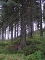 Trunk picea abies with knots beentree.jpg