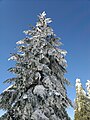 In snow; Cypress Provincial Park, West Vancouver, BC