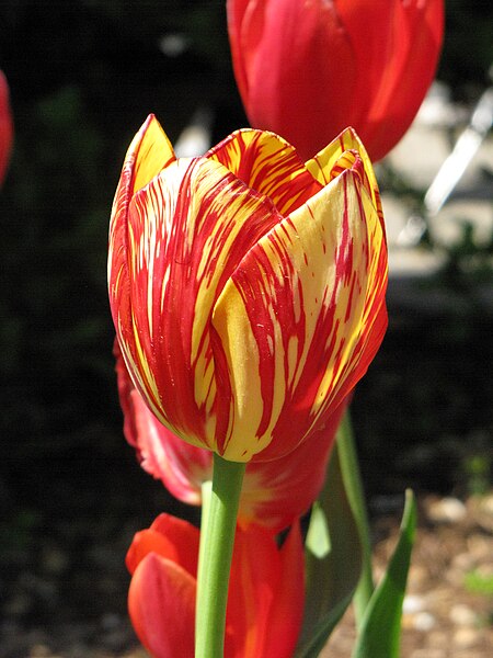 File:Tulip with variegated colors.jpg