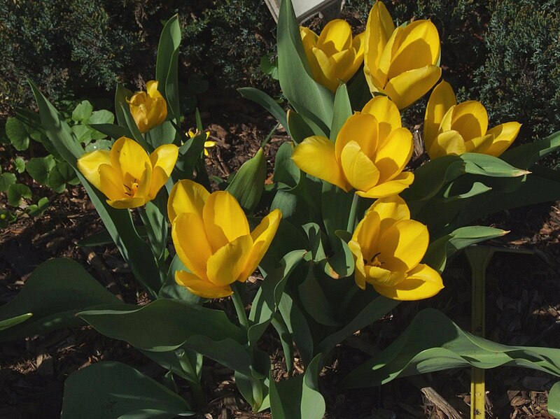 File:Tulipa fosteriana a1.jpg