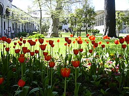 Tulips-Topkapı Palace