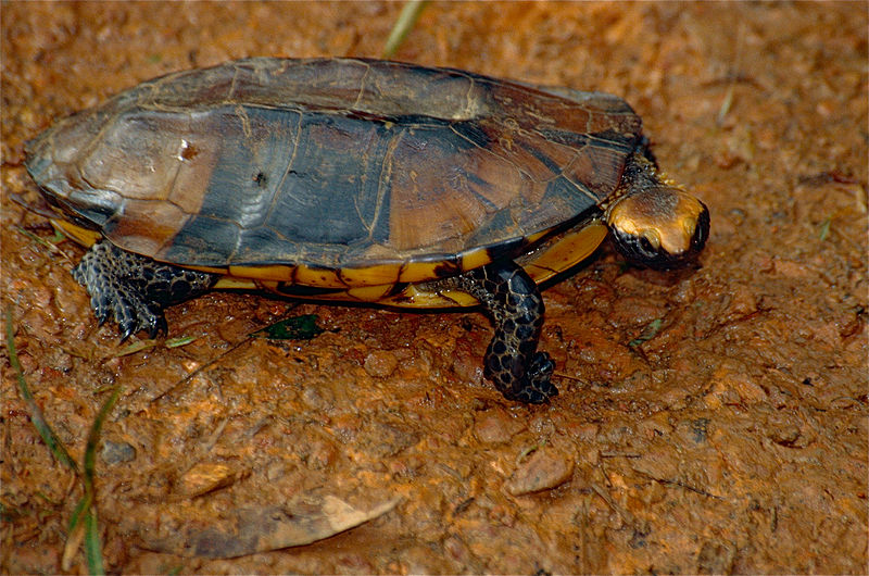 File:Twist-neck Turtle (Platemys platycephala) (10358928446).jpg