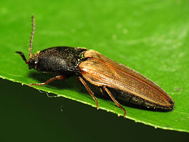 Ampedus nigricollis