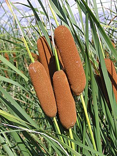 <i>Typha laxmannii</i> Species of aquatic plant