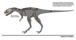 Tarbosaurus: Beskrivning, Taxonomi, Ekologi