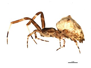 <i>Uloborus diversus</i> Species of spider