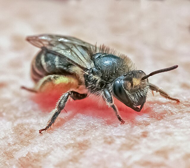 Unequal Cellophane Bee (Colletes inaequalis)